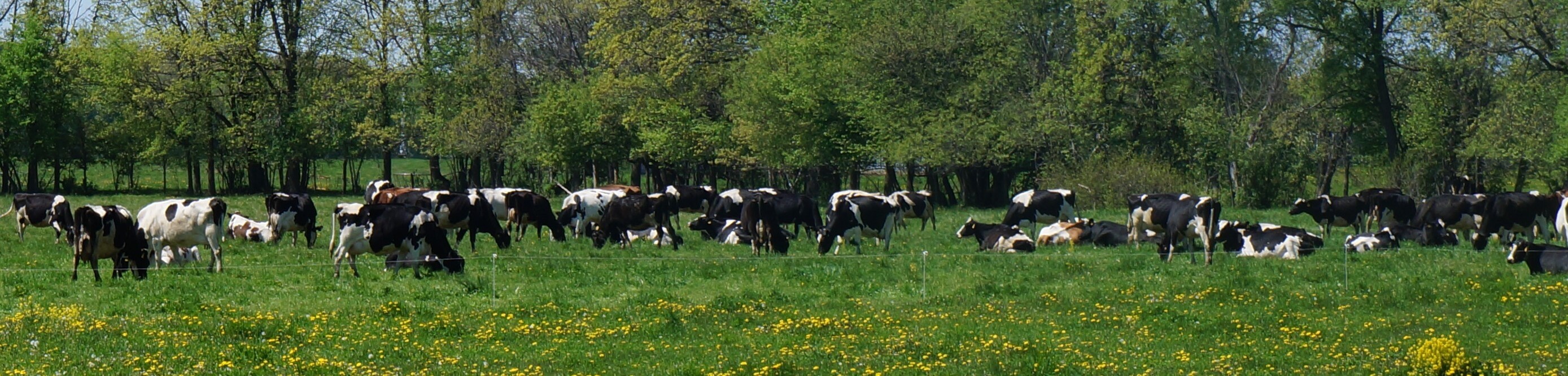 Image of cows in a pasture grazing